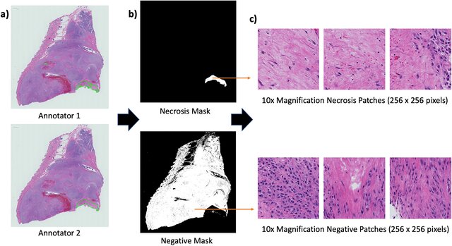 Revolutionizing Veterinary Oncology: AI’s Role in Detecting Necrosis